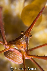 Arrow crab by Victor Amor 